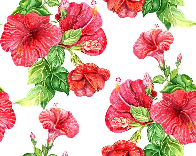 Red hibiscus